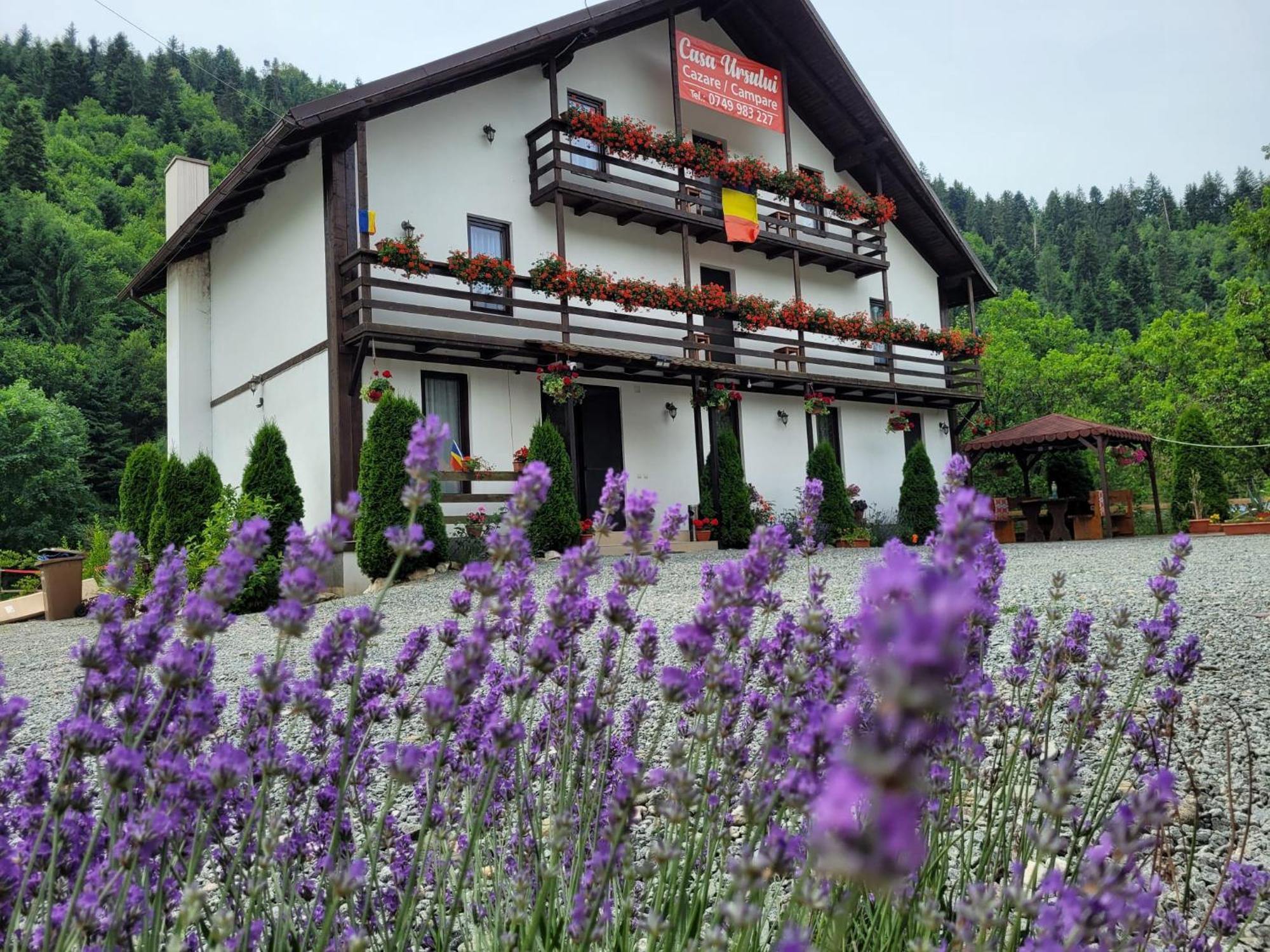 Vadu Moţilor Casa Ursuluiヴィラ エクステリア 写真